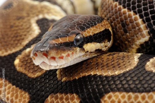 Ball python (Python regius) on a white background