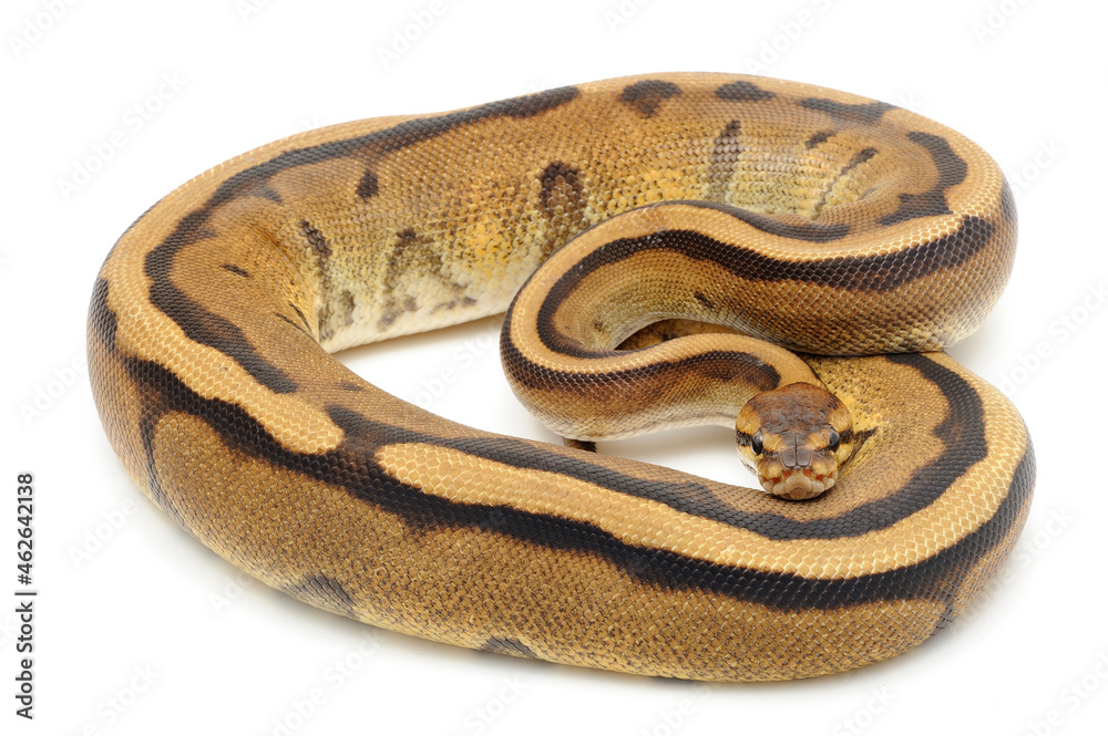 Obraz premium Ball python (Python regius) on a white background