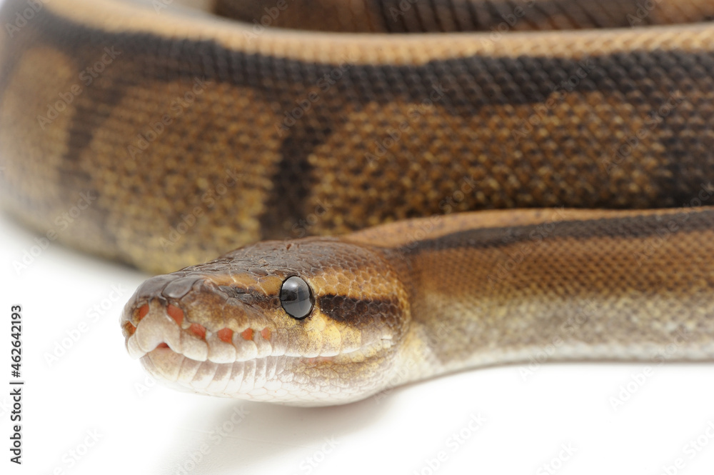 Ball python (Python regius) on a white background Ball python (Python regius) on a white background