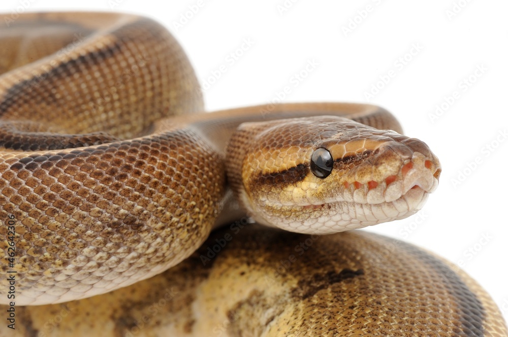 Ball python (Python regius) on a white background Ball python (Python regius) on a white background