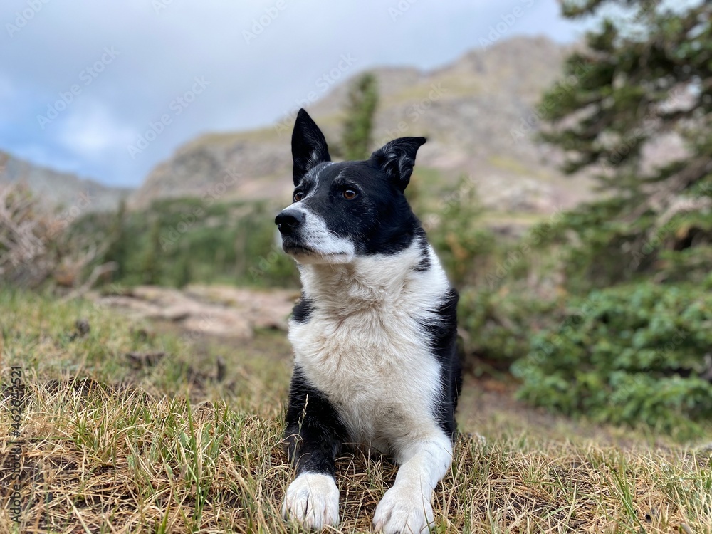 Dog in Colorado