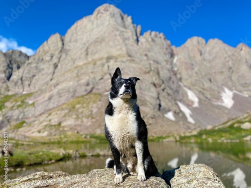 Dog Hiking