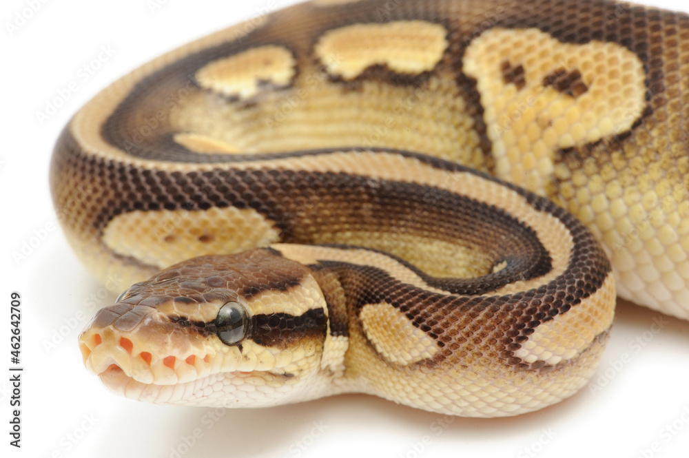 Ball python (Python regius) on a white background Ball python (Python regius) on a white background