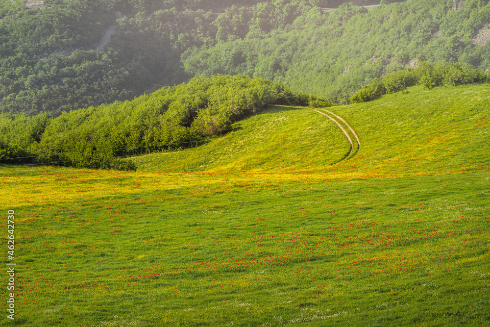 A pastoral landscape in the countryside - a dirt track and a lush meadow with colorful wildflowers in a mountain valley at spring