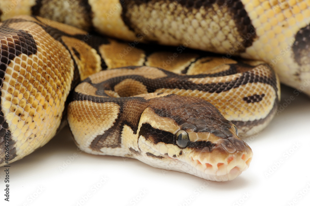 Ball python (Python regius) on a white background Ball python (Python regius) on a white background