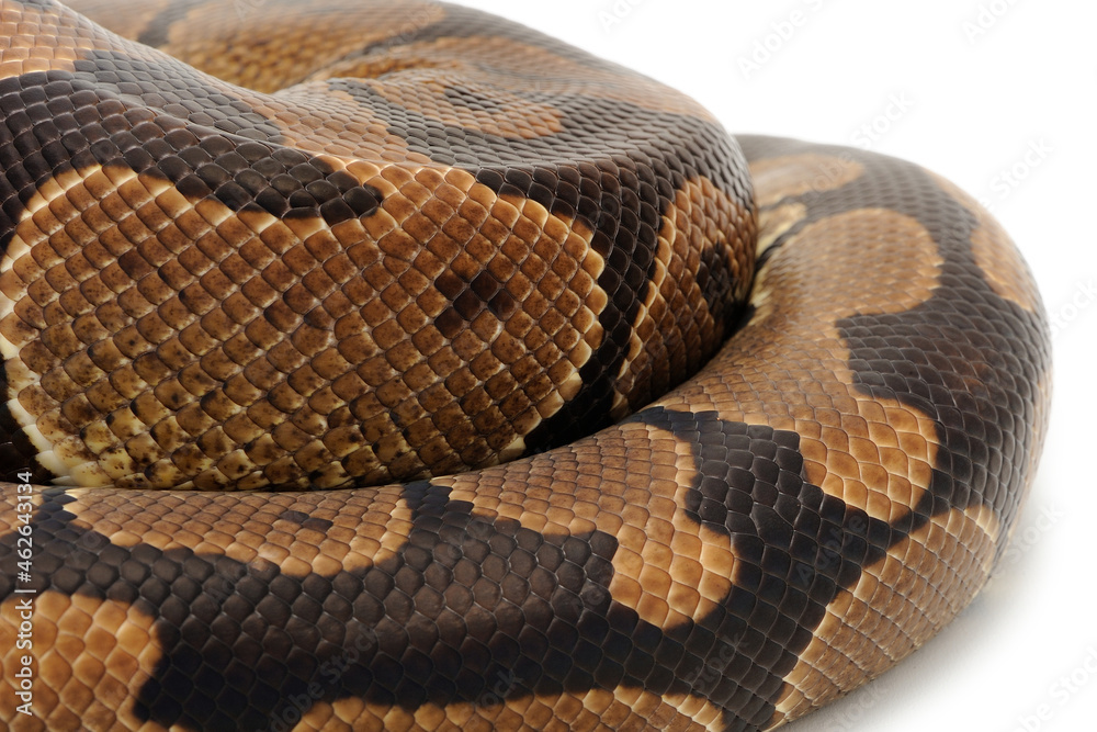 Ball python (Python regius) on a white background Ball python (Python regius) on a white background