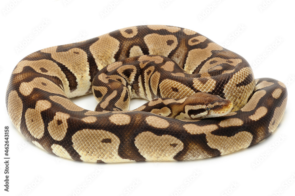 Obraz premium Ball python (Python regius) on a white background