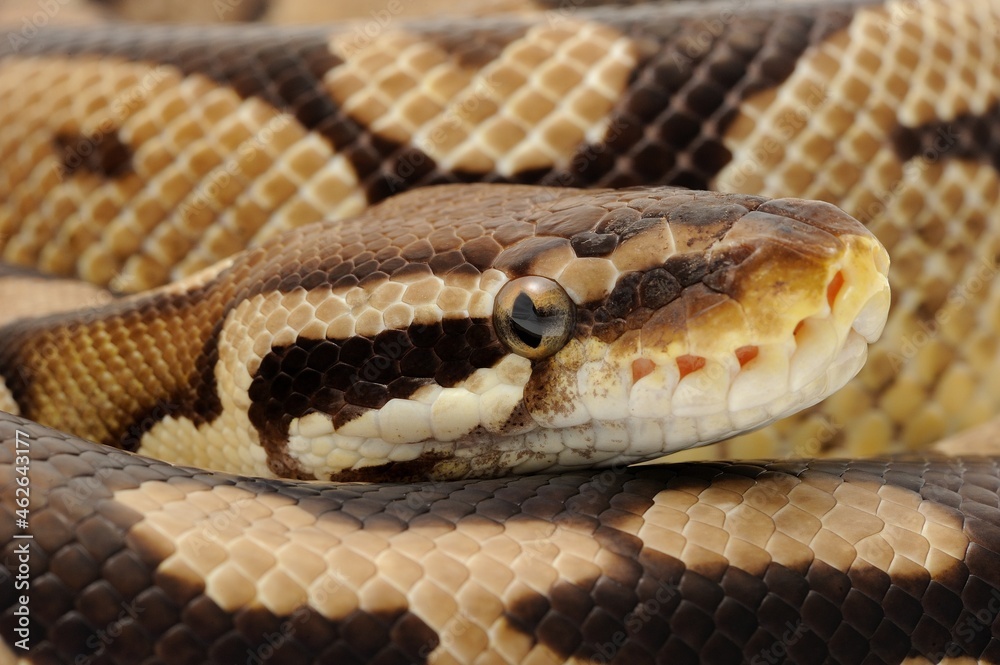 Obraz premium Ball python (Python regius) on a white background