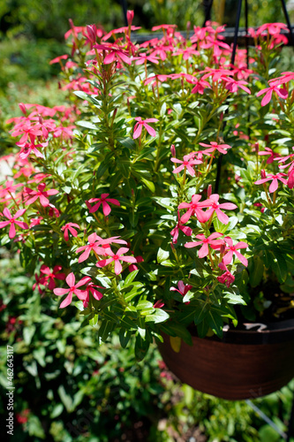 pink flowers in a garden