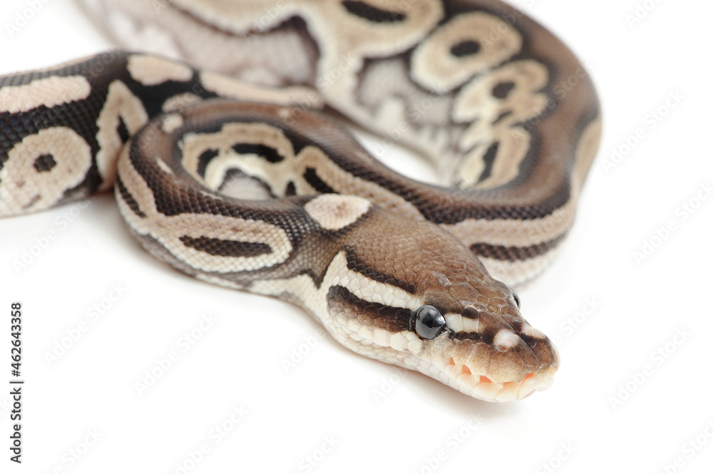 Obraz premium Ball python (Python regius) on a white background