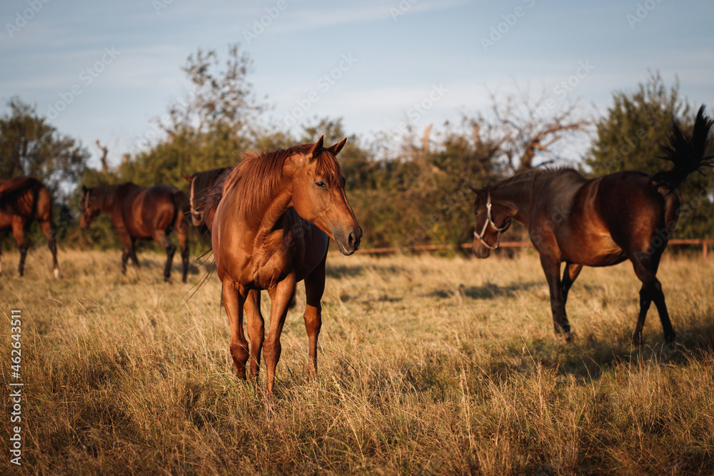 Herd of horses on autumn pasture. Animal farm. Red horse Herd of horses on autumn pasture. Animal farm. Red horse