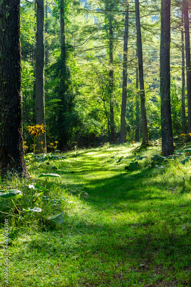 Fototapeta premium 緑溢れる甲武信岳の登山道