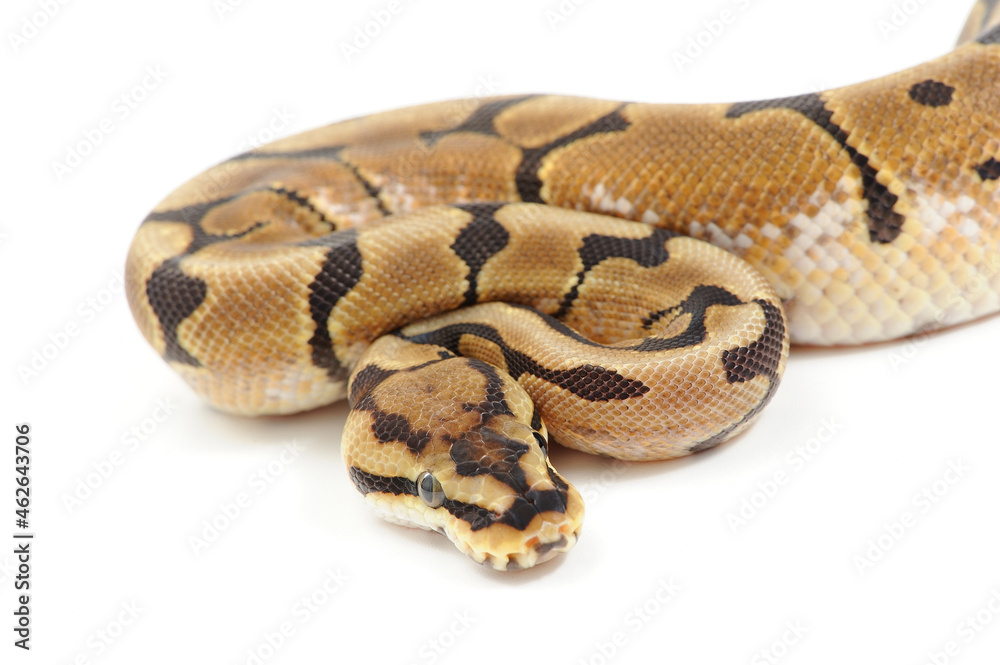 Ball python (Python regius) on a white background Ball python (Python regius) on a white background
