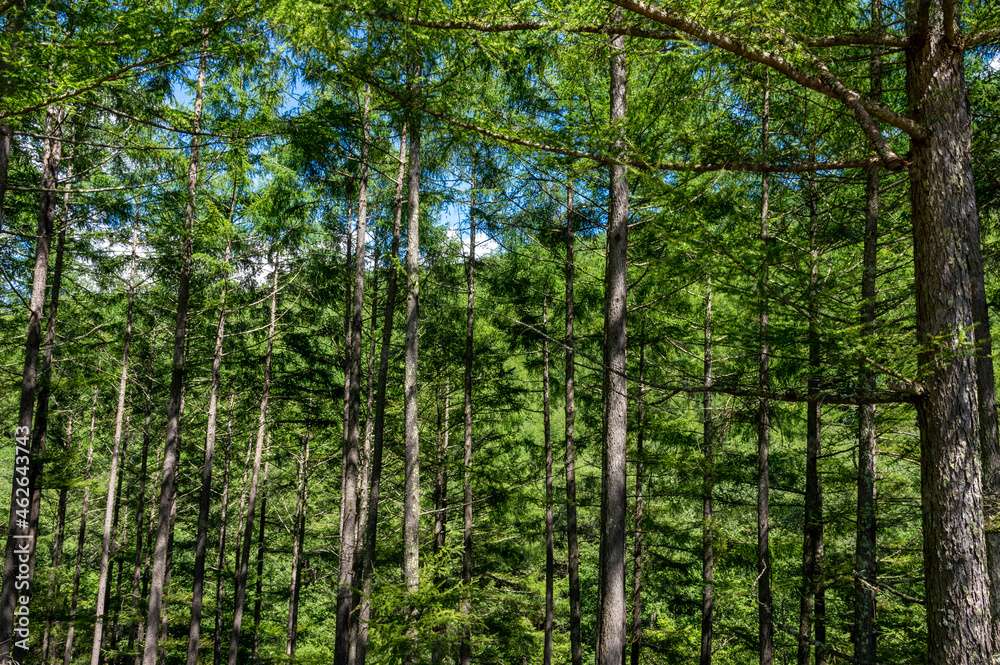 Obraz premium 木漏れ日溢れる山の木々