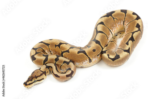 Ball python (Python regius) on a white background © Florian