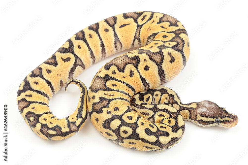 Ball python (Python regius) on a white background Ball python (Python regius) on a white background