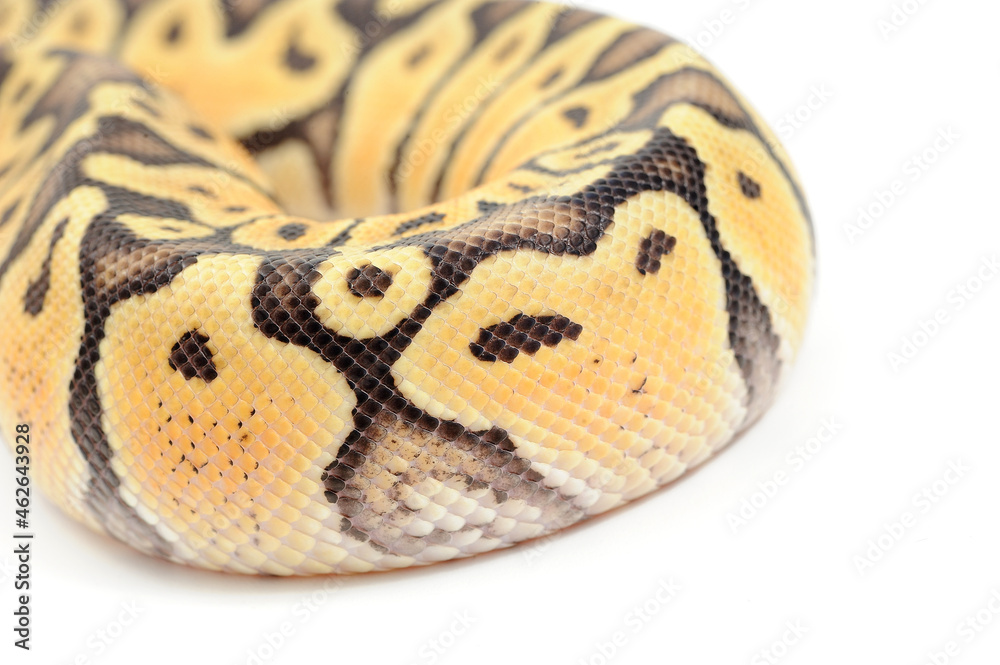 Obraz premium Ball python (Python regius) on a white background