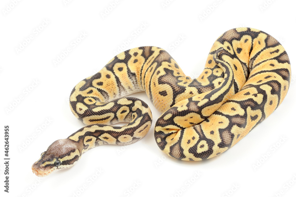 Ball python (Python regius) on a white background Ball python (Python regius) on a white background
