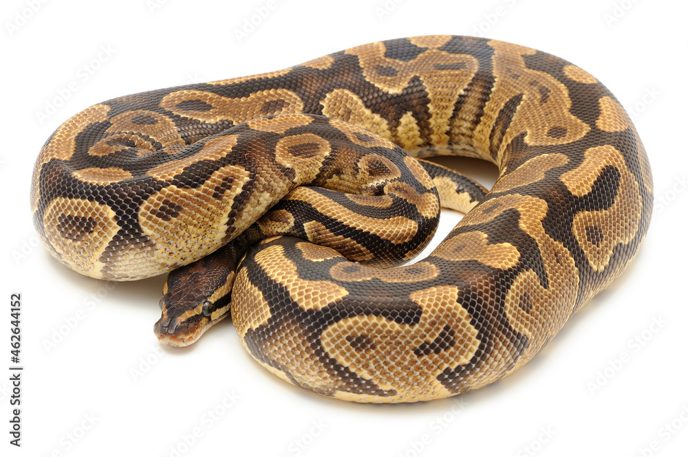 Ball python (Python regius) on a white background Ball python (Python regius) on a white background