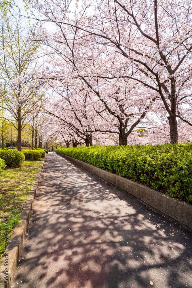 桜が満開に咲く猿江恩賜公園・木漏れ日が揺れる遊歩道（2021年3月）