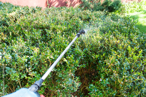 point-of-view of spraying boxwood with pesticide photo