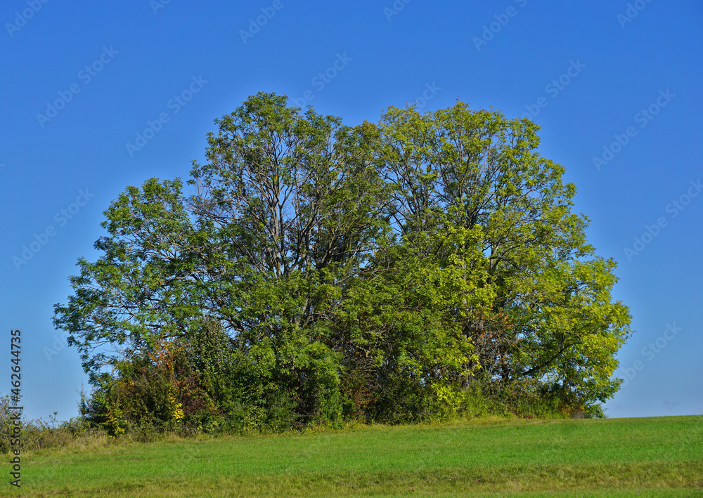 Gemeine Esche; Fraxinus excelsior; common ash, Baumgruppe im Herbst