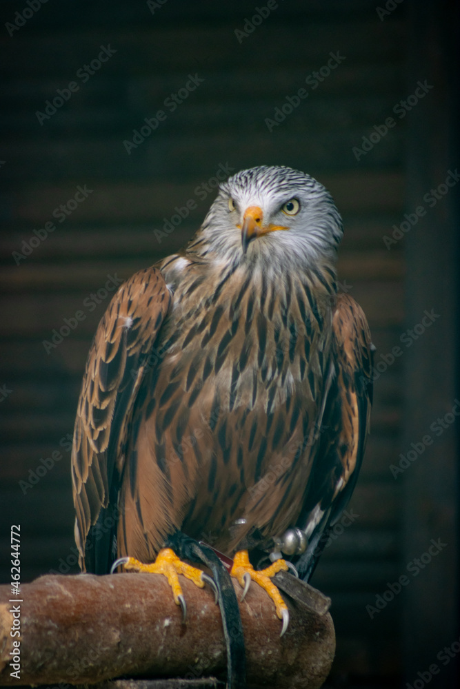 Obraz premium The thrust (tail) of the red kite (Milvus milvus) is clearly forked, hence the name 