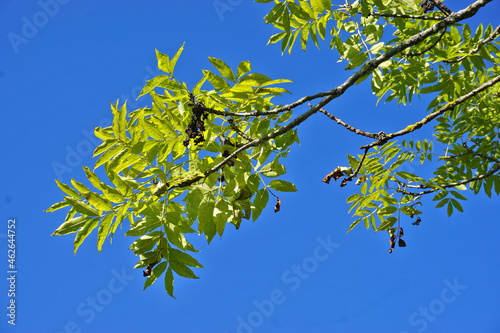 Fototapeta Naklejka Na Ścianę i Meble -  Gemeine Esche; Fraxinus excelsior; common ash, Ast mit Blätter im Herbst