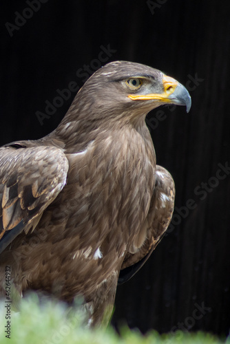.Portrait of a steppe eagle  Aquila nipalensis 