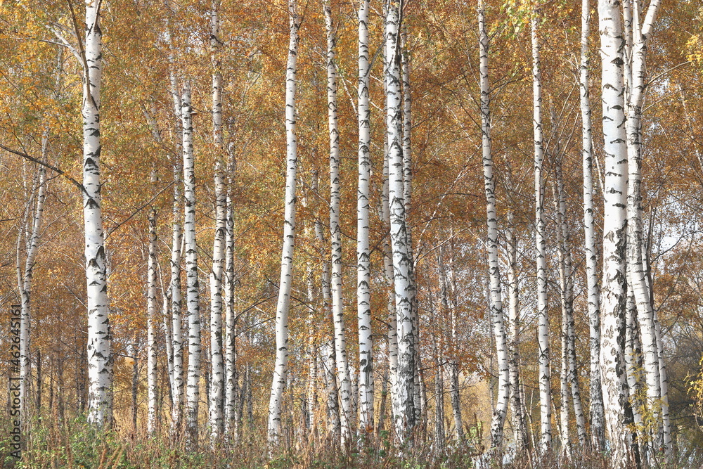 Fototapeta premium beautiful scene with birches in yellow autumn birch forest in october among other birches in birch grove