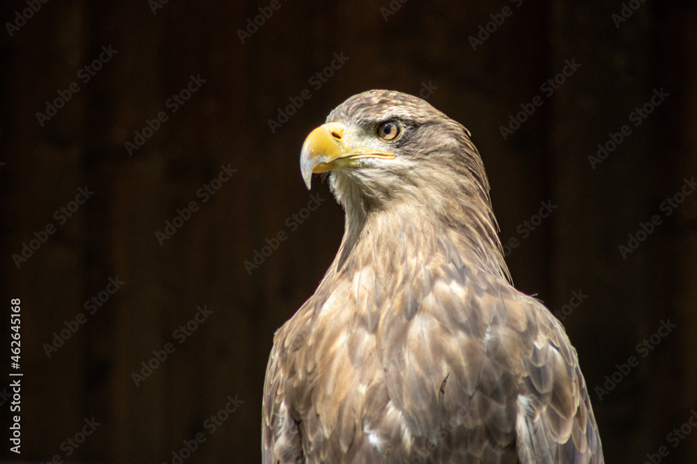 Obraz premium .Portrait of a steppe eagle (Aquila nipalensis)