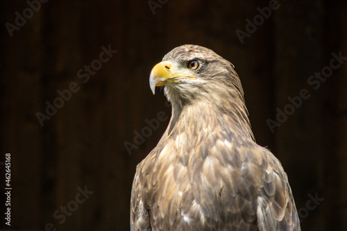 .Portrait of a steppe eagle (Aquila nipalensis)