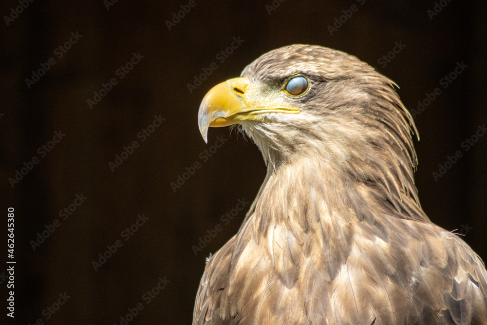 .Portrait of a steppe eagle (Aquila nipalensis) .Portrait of a steppe eagle (Aquila nipalensis)