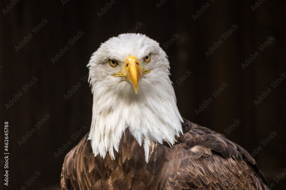The bald eagle (Haliaeetus leucocephalus) is a large bird of prey in the Accipitridae family. The bald eagle (Haliaeetus leucocephalus) is a large bird of prey in the Accipitridae family.