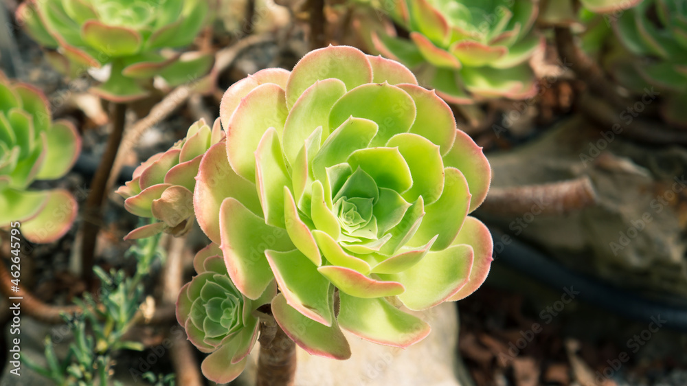 Close up succulent plant in a garden Close up succulent plant in a garden