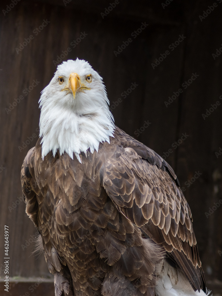 Obraz premium The bald eagle (Haliaeetus leucocephalus) is a large bird of prey in the Accipitridae family.