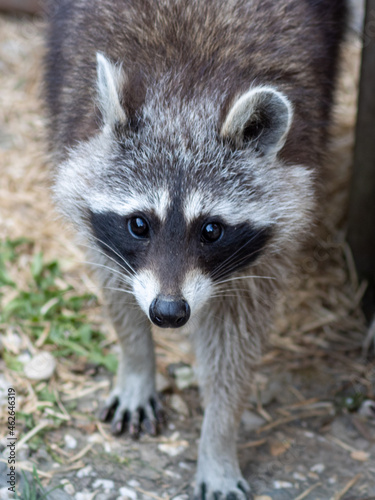 The raccoon (Procyon lotor), also known as the North American raccoon, once also known as the scaly, is a medium-sized mammal native to North America.