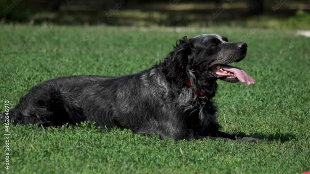 The Blue Picardy Spaniel is lying on the grass The Blue Picardy Spaniel is lying on the grass