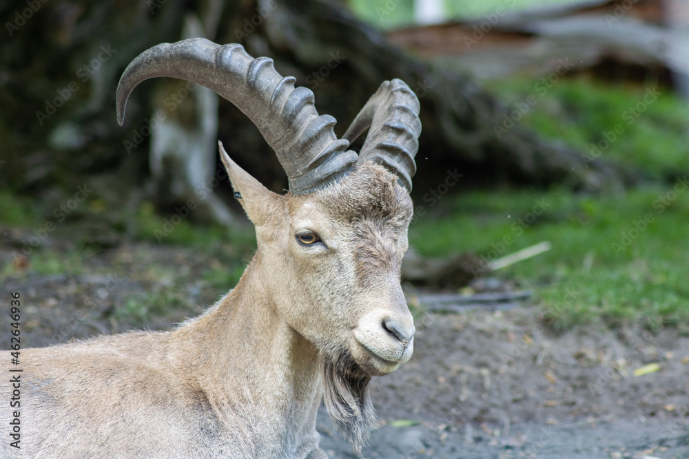 The West Caucasian Ibex or Kuban-Tur (Capra caucasica) is a wild species of goat native to the Western Caucasus.