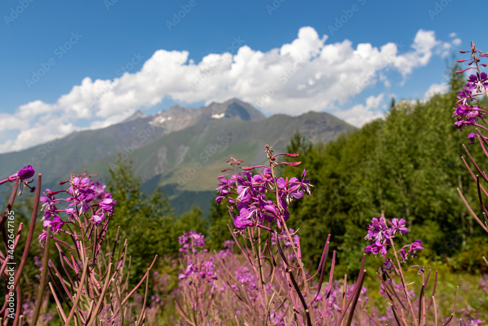 Fototapeta premium A bushes of Rosebay Willowherb blooming in high Caucasus mountains in Georgia. There are high, snowcapped peaks in the back. Thick clouds in the back. Purple flowers. Idyllic landscape. Calmness