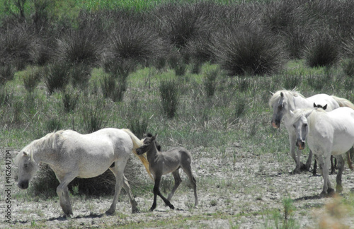 Fototapeta Naklejka Na Ścianę i Meble -  France- Close Up of a Family of the Famous Gray Camargue Horses in the Wetlands