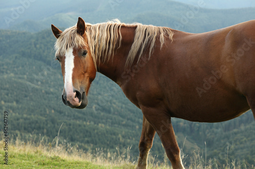 Beautiful horse in mountains  closeup. Lovely pet