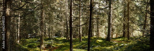woodland panorama