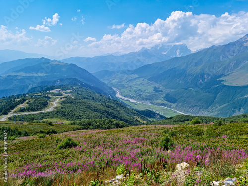 A bushes of Rosebay Willowherb blooming in high Caucasus mountains in Georgia. There are high, snowcapped peaks in the back. Thick clouds in the back. Purple flowers. Idyllic landscape. Calmness
