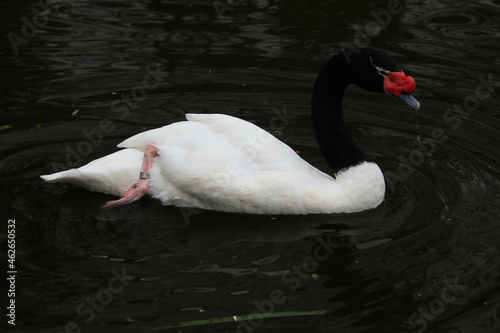 A close up of a Black Necked Swan