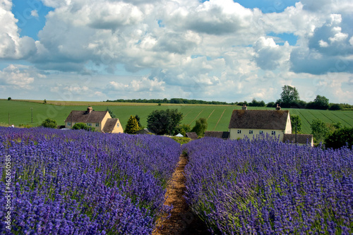 Lavender Field Summer Flowers Cotswolds Worcestershire England