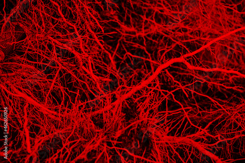 The roots of the plant are similar to vessels and capillaries close-up on a red background. soft selective selective focus. Texture and background