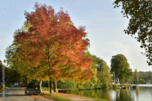 Feuillage brun-rouge d'un arbre en automne le long de la promenade entourant le lac de Genval en Brabant 
