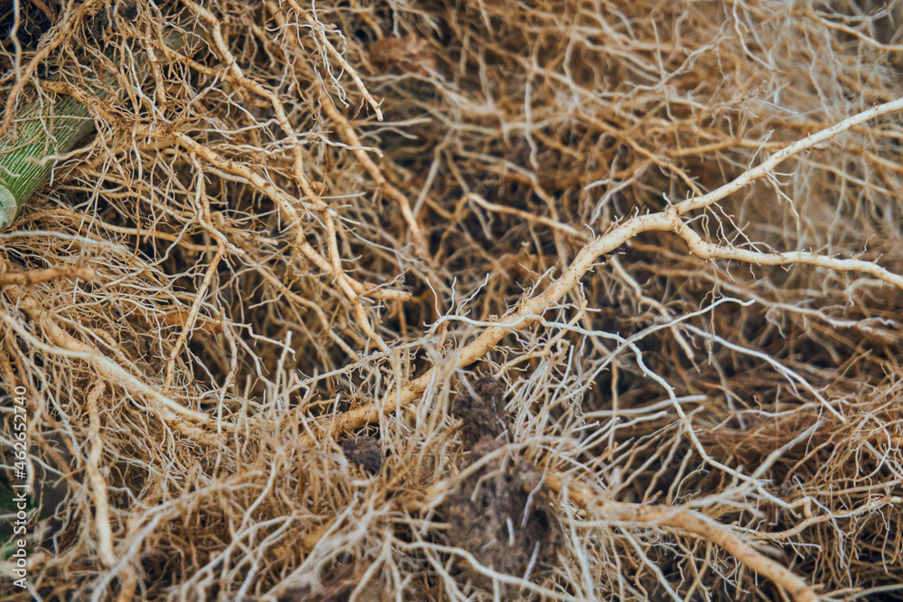 The roots of plants are similar to vessels and capillaries close-up. Textured thick roots The roots of plants are similar to vessels and capillaries close-up. Textured thick roots