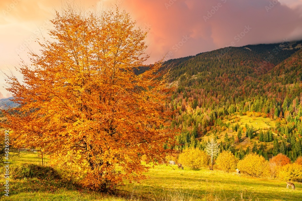 A beautiful tree in the valley of the Carpathian mountains stands covered with golden leaves
